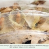 parnassius mnemosyne pupa2b